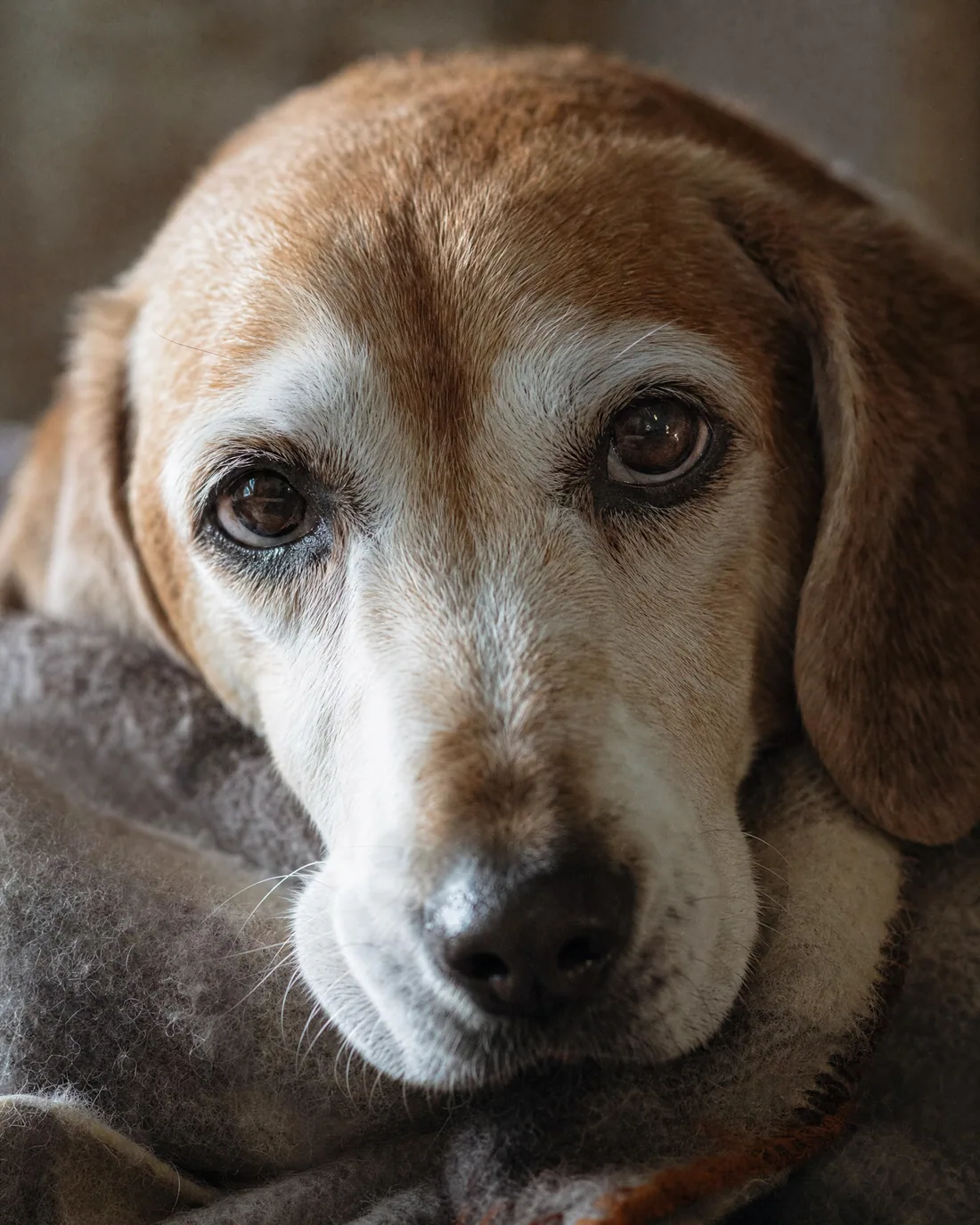 Close-up portrait of a senior dog resting on a wool blanket