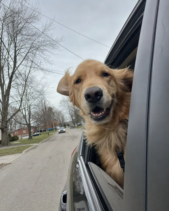 A dog looking out of a car window