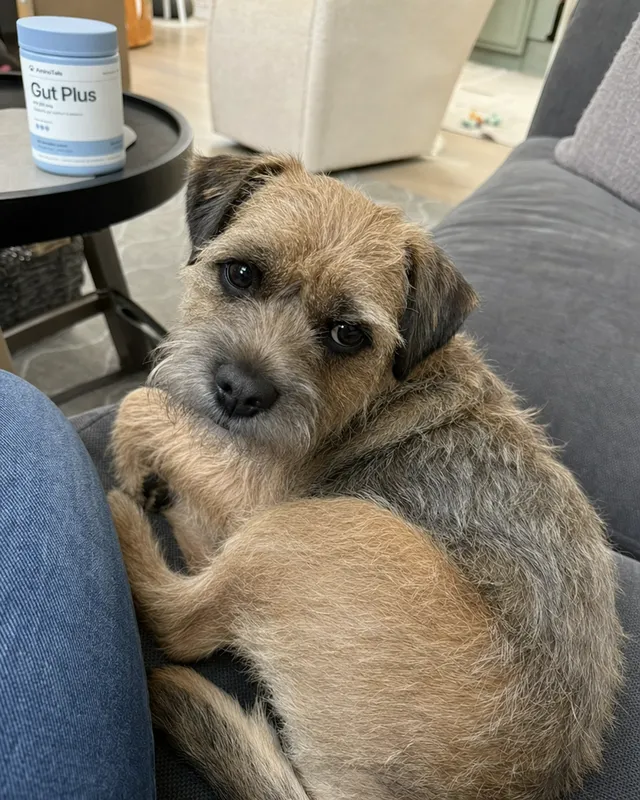 A dog curled up on a couch