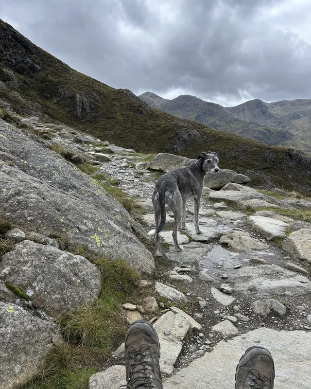 A dog on a mountain hike
