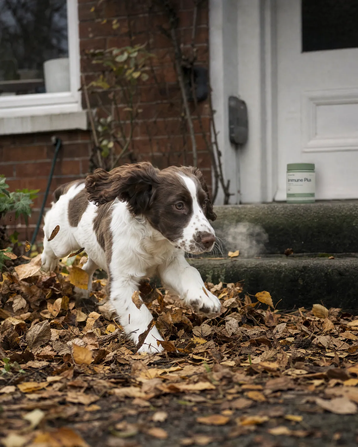 A pet with Immune Plus
