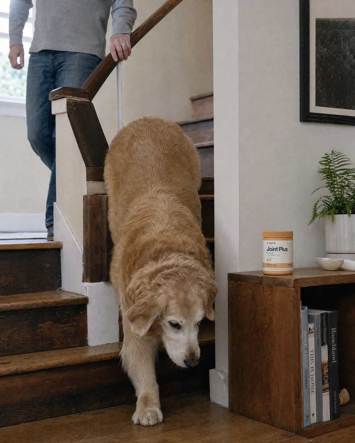 A pet with Joint Plus